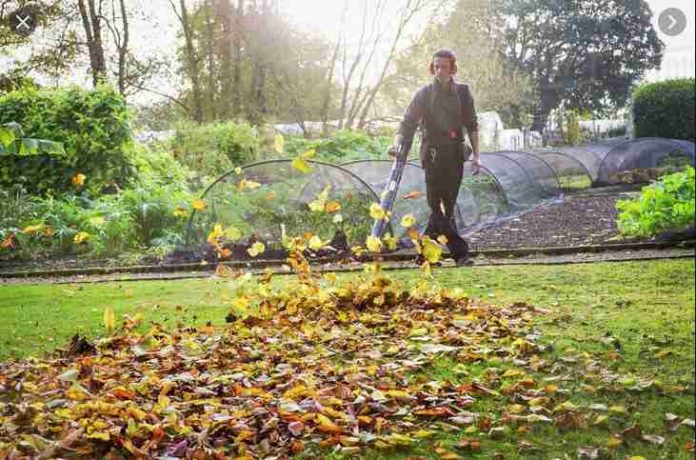 Best Leaf Blower for Pine Needles