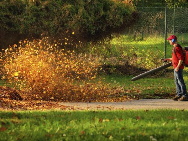 Can Leaf Blowers Damage Plants Or Grass?