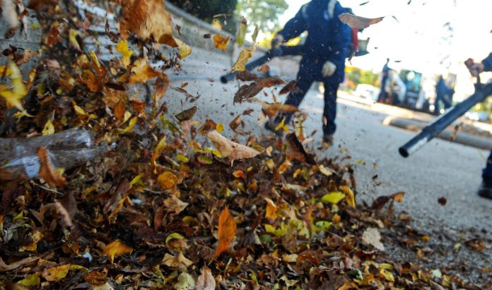 can leaf blowers damage plants or grass 5